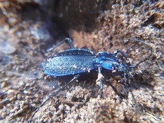 Carabus intricatus