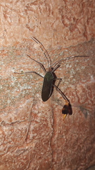 Anisoscelis marginellus