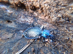 Carabus intricatus