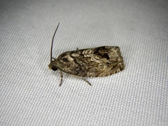Cydia glandicolana