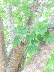 Ceiba aesculifolia