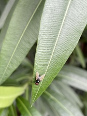 Hydrotaea chalcogaster