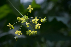 Bupleurum aureum