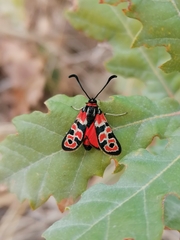Zygaena fausta
