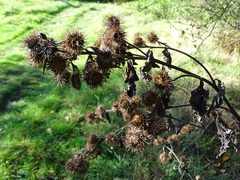 Arctium tomentosum