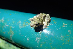 Kurixalus eiffingeri