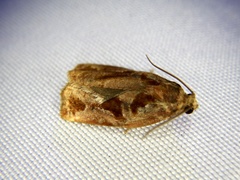 Archips oporana