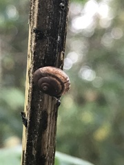 Trochulus striolatus