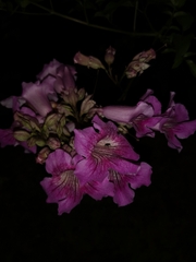 Podranea ricasoliana