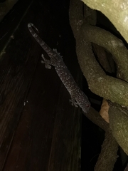 Gekko gecko