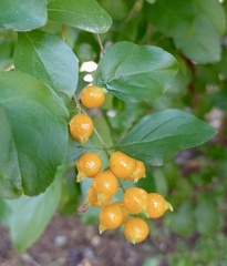 Duranta erecta
