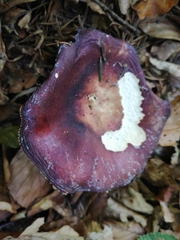 Russula integra