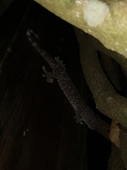 Gekko gecko