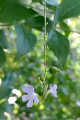 Duranta erecta