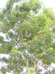 Lonchocarpus rugosus