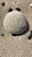 Pseudodiploria strigosa