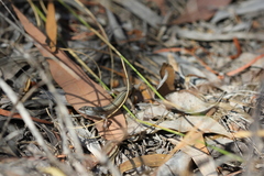 Ctenotus vertebralis