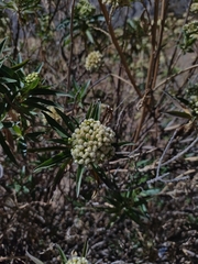 Baccharis densiflora