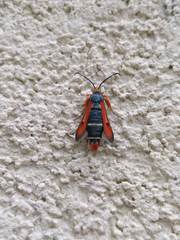 Pyropteron chrysidiforme