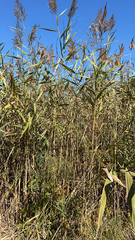 Arundo donax