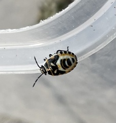 Eurydema