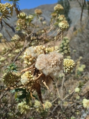 Baccharis densiflora