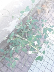 Heliotropium europaeum