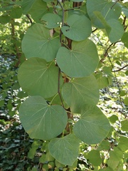 Cercis siliquastrum