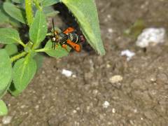 Pyropteron chrysidiforme