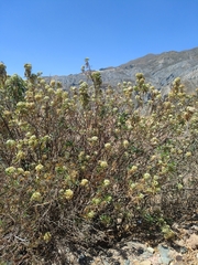 Baccharis densiflora
