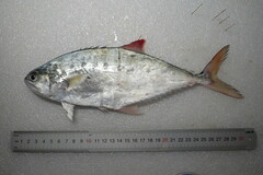 Scomberoides commersonnianus