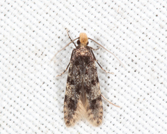 Homosetia marginimaculella