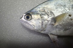 Scomberoides commersonnianus