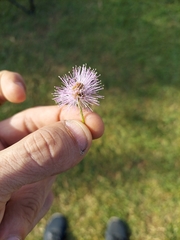 Mimosa strigillosa