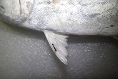 Scomberoides commersonnianus