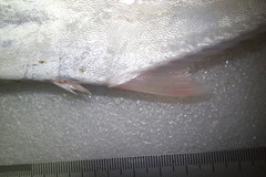 Scomberoides commersonnianus