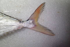 Scomberoides commersonnianus