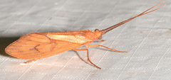 Pycnopsyche circularis