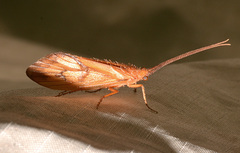 Pycnopsyche circularis
