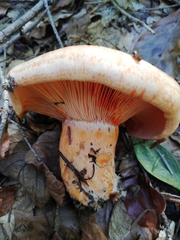 Lactarius salmonicolor