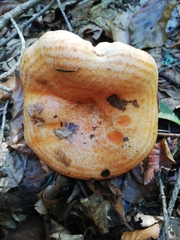 Lactarius salmonicolor