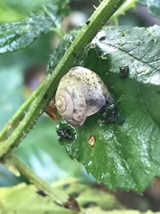 Trochulus striolatus