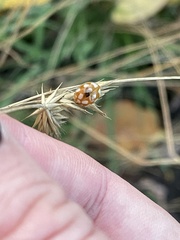 Calvia decemguttata