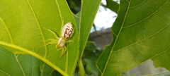 Epocilla