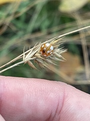Calvia decemguttata