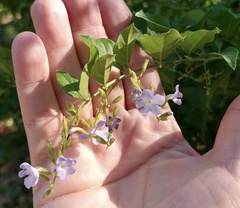 Duranta erecta