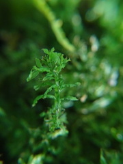 Plagiomnium undulatum