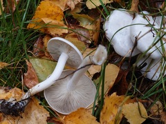 Leucocybe connata