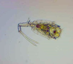 Trichotria