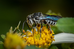 Coelioxys confusus